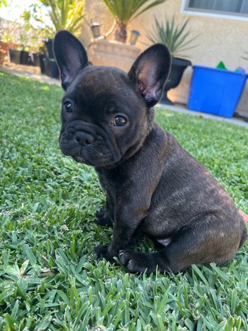 French Bulldog – french puppy