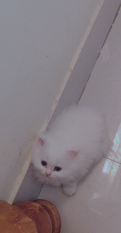 Persian (Modern) – Persian kittens