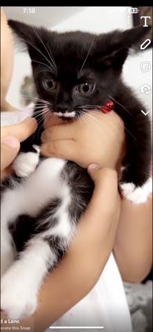 11 Week Kitten