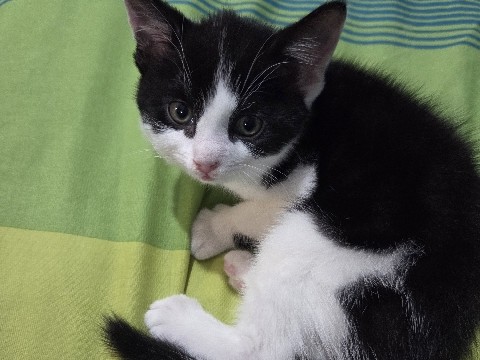 British Shorthair – kitten for sale