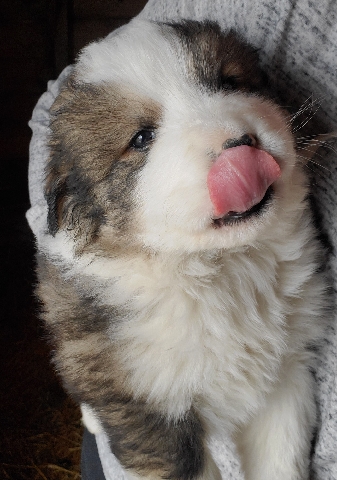 Great Bernese Puppies