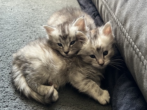 Maine Coon – Traumhafte Maine-Coon-Kitten suchen dich 🐾💕 – Essen
