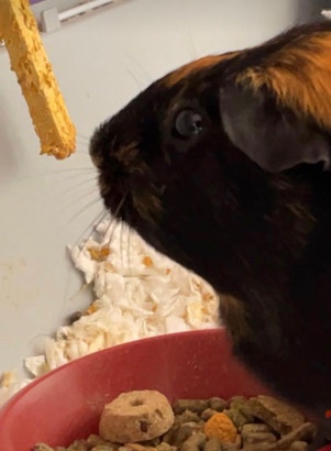 guinea pig – Rehoming Guinea Pug