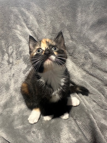 2 kittens