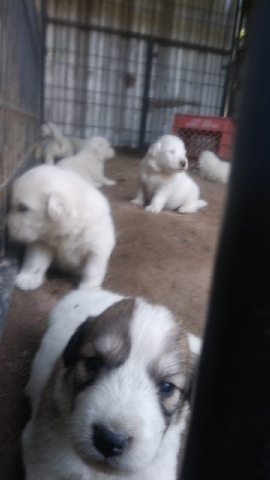 Great Pyrenees – Great pyrenees