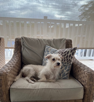 Shih Tzu – Emmy needs a new home