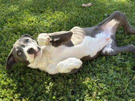 American Pit Bull Terrier – Baby Pitbull For Sale – Long Beach