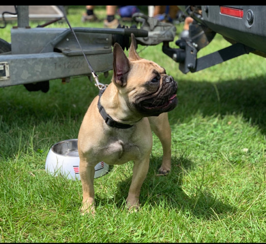 French Bulldog – Kc registered French bull *****