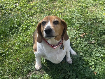 Beagle – This is Bae! – Normal