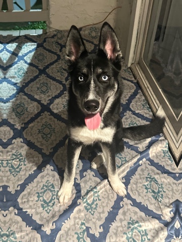 Labrador Husky – Husky Lab Mix
