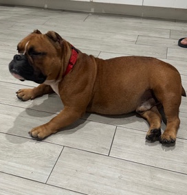 American Bulldog – pocket bully boy