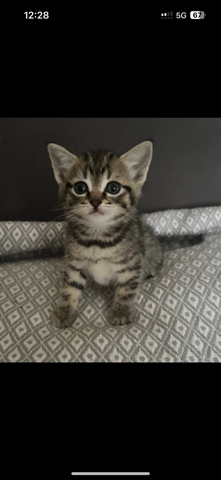 British Shorthair – Kittens for sale 1 male 1 female