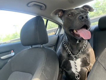 American Pit Bull Terrier – Blue Nose Pitbull, searching good home and owner – Mesa