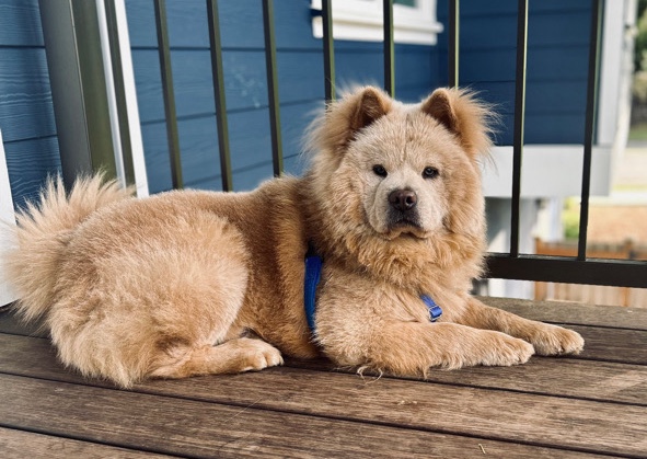 URGENT: Purebred Chow Chow Needs Rehoming 