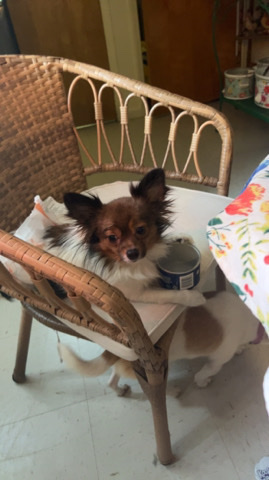 Papillon – selling a papillon dog