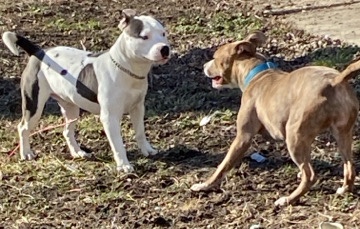 PitBull Puppies