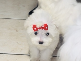 Maltese – puppy for sale – Lauderhill