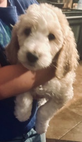 Golden Retriever – golden doodle f2b