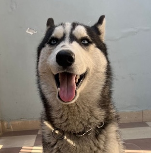 Siberian Husky – Husky