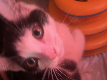 Kitten – Oxnard