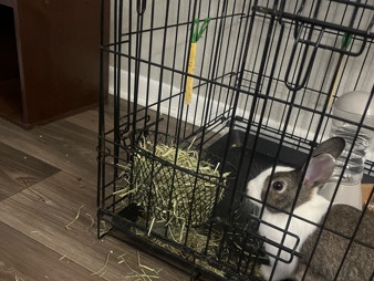 Friendly Indoor Rabbit with a cage to go with it Available for Adoption in Jacksonville. – Jacksonville
