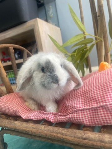 baby lop bunnies