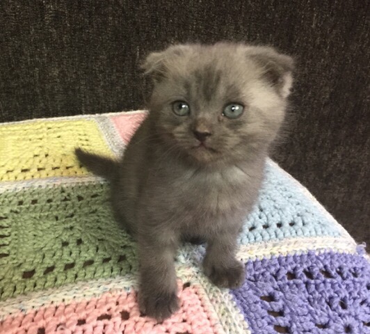 Scottish Fold – Scottish Fold Blue Male