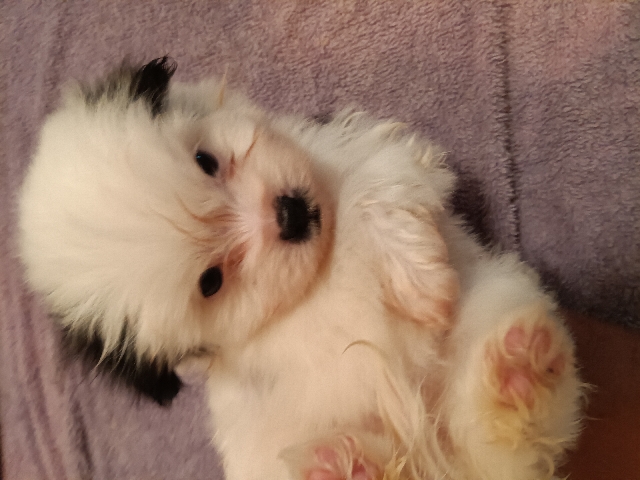 Shih Tzu – Papastzu