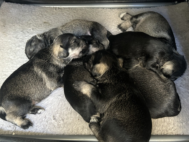 Miniature Schnauzer – 6 mini schnauzers – South Gate