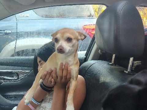 female Chihuahua 