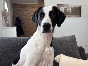 Energetic pup needing a loving home – Brenham
