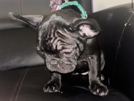 French Bulldog β Happy holidays πππ