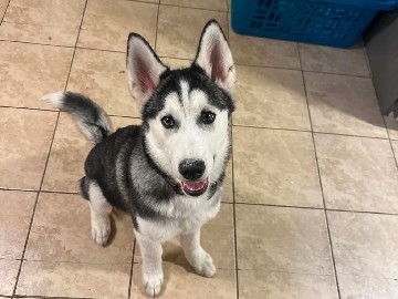 Siberian Husky – Young Siberian Husky – New London