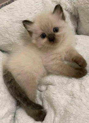 Ragdoll – Beautiful and adorable life companion 💗 1 – Reston