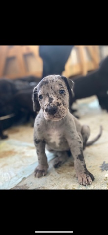 Great Dane – Great Dane puppies AKC certified