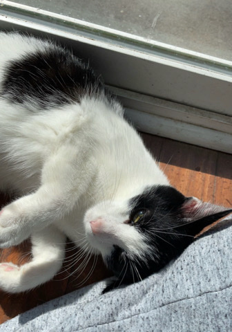 Meow-Meows