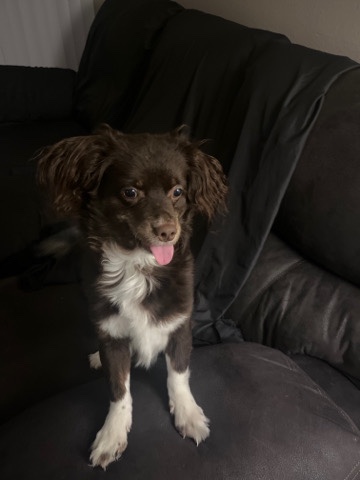 English Cocker Spaniel – Hersheys