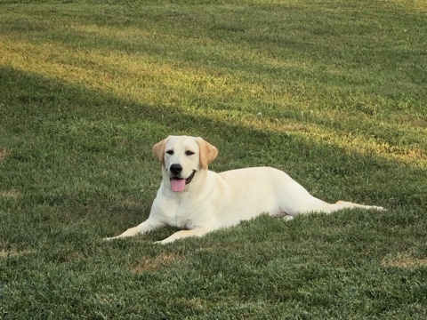Labrador Retriever – 4 Year Old Golden Lab with a Nose for Adventure – Mason