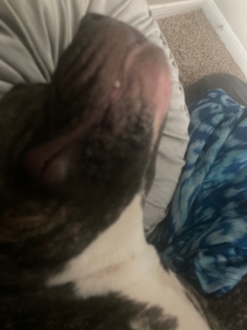 Bulldog – bully pit bull
