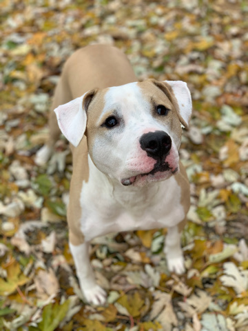American Pit Bull Terrier – Odin