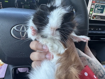 Guinea Pig
