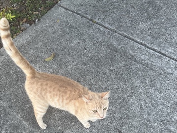 tabby cat – Homestead