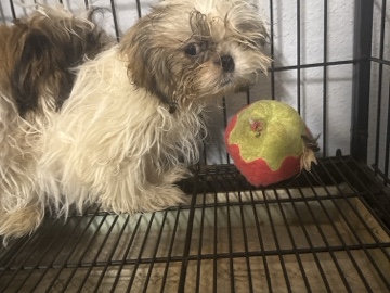 Shih Tzu – puppies – Houston