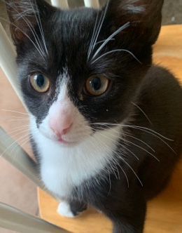 3 month old kitten ready 2 leave
