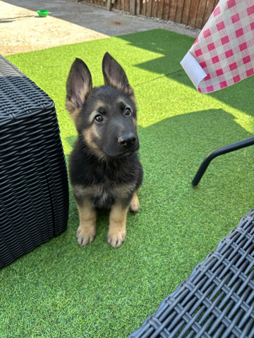 German Shepherd – 2 month german shepherd
