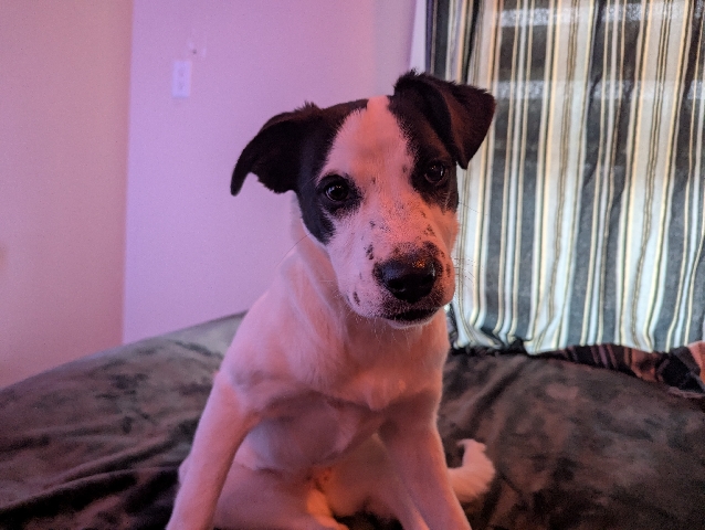 Mixed Breed - mixed breed puppy  available for adoption in Calgary