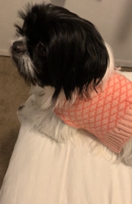 Shih Tzu – beautiful bella