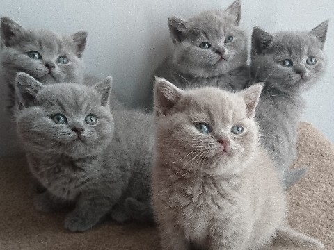 British Shorthair – Shorthair British kittens – Dubai