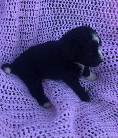 Halo—Bernedoodle