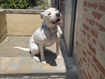 American Pit Bull Terrier – Temporary re-home – Washington